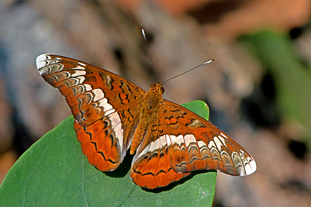 Lebadea martha the Knight butterfly