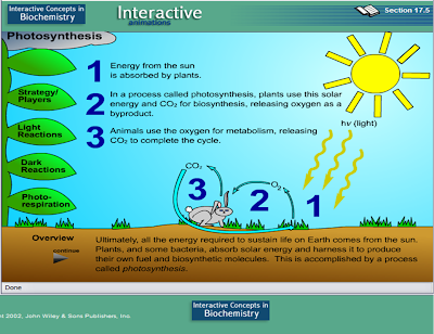 cellular respiration cycle