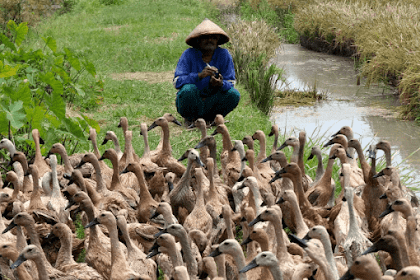 7 Jenis Usaha Hewan Ternak Menguntungkan di Lahan Sempit