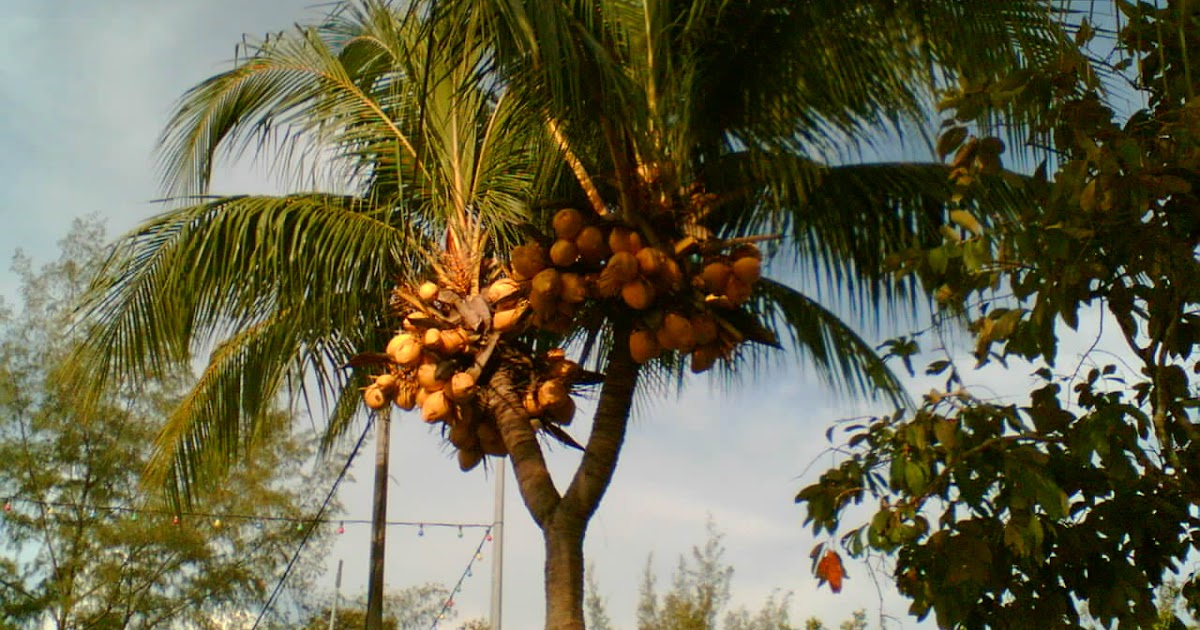 Bila gambar  bersuara Pohon pisang dan kelapa luar biasa 