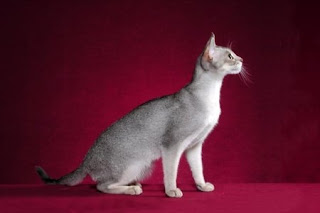abyssinian cat pets info photo wallpaper