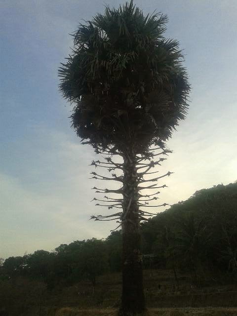 Pohon Lontar Buah Tal Siwalan  Andi Hasbi Jaya