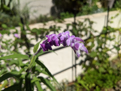 サルビア・レウカンサの花