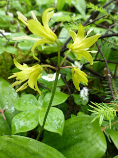 Clintonie boréale - Clintonia borealis