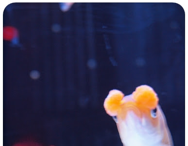 √100以上 金魚 花房 238997-��魚 種類 花房