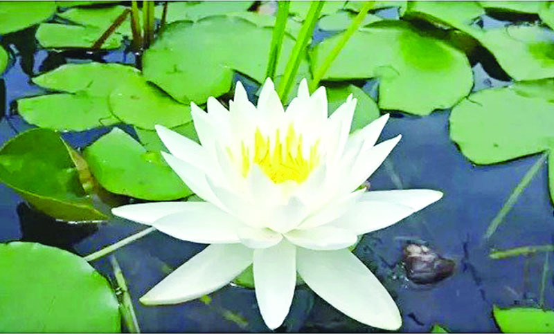 শাপলা ফুলের ছবি ফ্রি ডাউনলোড করুন - Shapla flower picture - নিওটেরিক আইটি - NoetericIT.com
