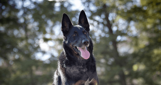 berger-allemand-croise-malinois