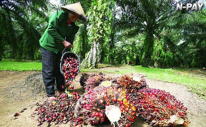 petani sawit