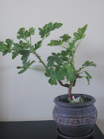 Pelargonium bonsai - Shrubland Rose
