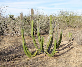 Lophocereus schottii, Senita Cactus