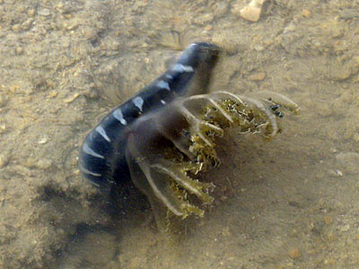 Upside-down Jellyfish (Cassiopea sp.)