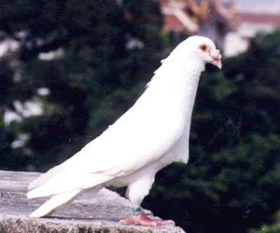 White Racing Pigeon