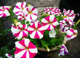 Petunias