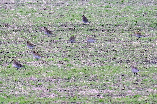 Golden plover