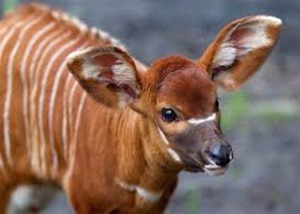 Amazing Pictures of Animals, photo, Nature, exotic, funny, incredibel, Zoo, Western or Lowland bongo, Tragelaphus eurycerus eurycerus, Mammals, Alex  (3)