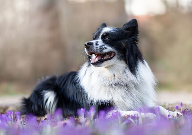 A happy Border Collie lies down on top of hundreds of purple crocuses