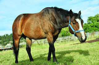 And in horse world, yeah I think he's considered sexy.