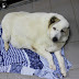 CACHORRO NA RÚSSIA COM OBESIDADE EXTREMA PESA QUASE 100 QUILOS