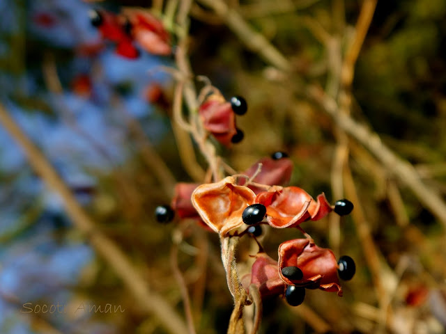 Rhynchosia acuminatifolia