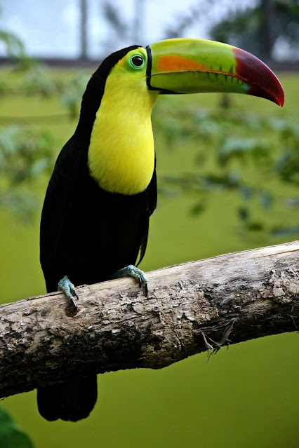 Colorful Parrots Images Gallery Wallpapers 4K Free Download