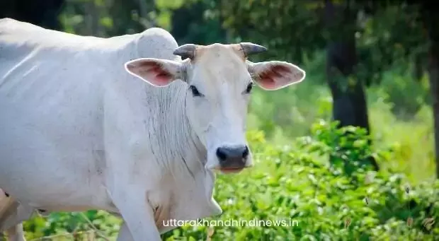 गाय एकमात्र जानवर, जो ऑक्सीजन ही लेती और छोड़ती है: जज