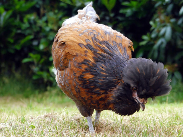 Druffler Haube Henne im Garten