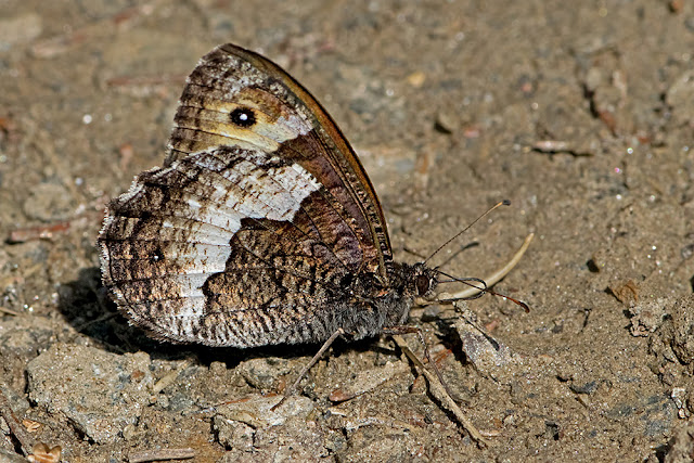 Hipparchia fagi the Woodland Grayling butterfly