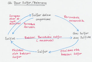   siklus sulfur, siklus sulfur pdf, makalah daur sulfur, daur sulfur ppt, manfaat daur sulfur, tahapan daur sulfur, pengertian sulfur, mengapa dalam daur fosfor tidak melibatkan komponen atmosfer, bakteri nitrosomonas bermanfaat dalam proses penyuburan tanah karena dapat