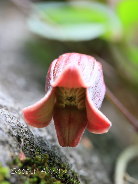 Clematis japonica