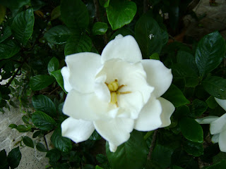 Gardenia de Ziza