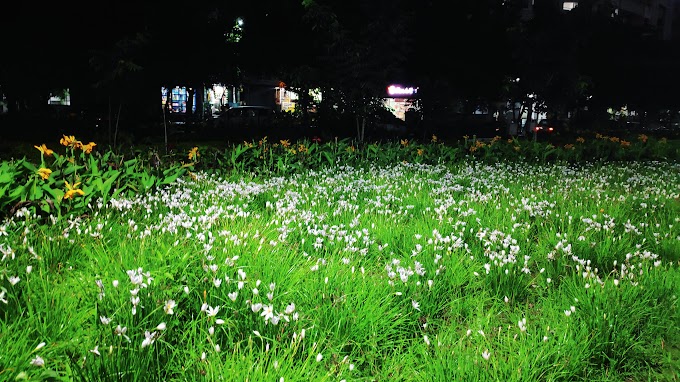 Flowers in Pimple Saudagar Garden 