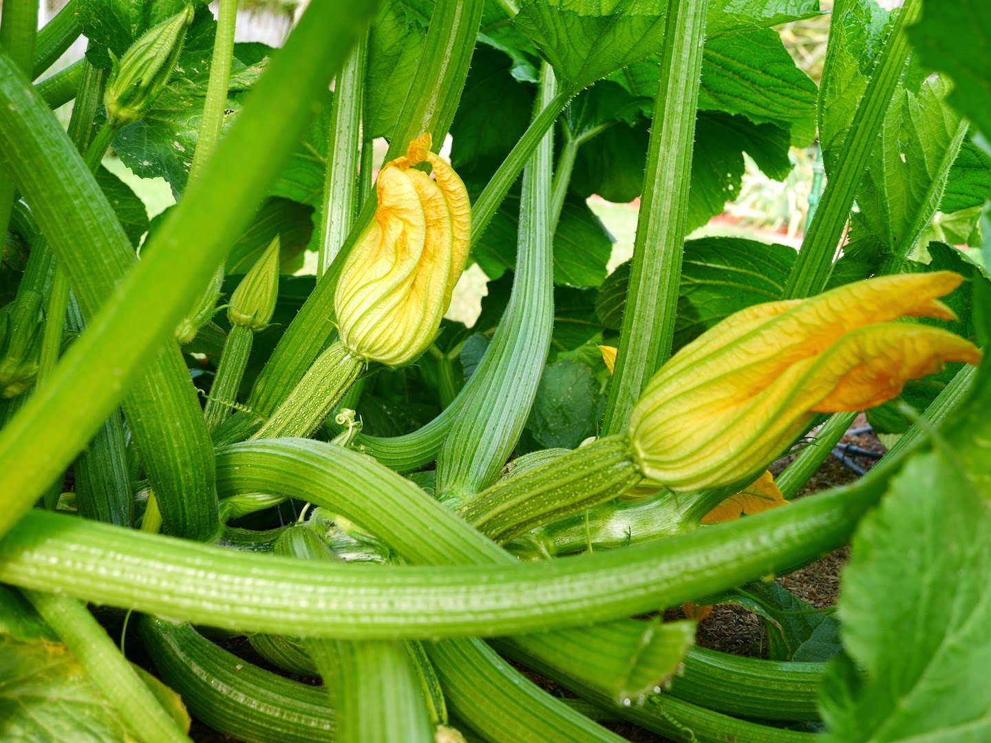 Foods For Long Life: And Here Come The Zucchini!Try This ...