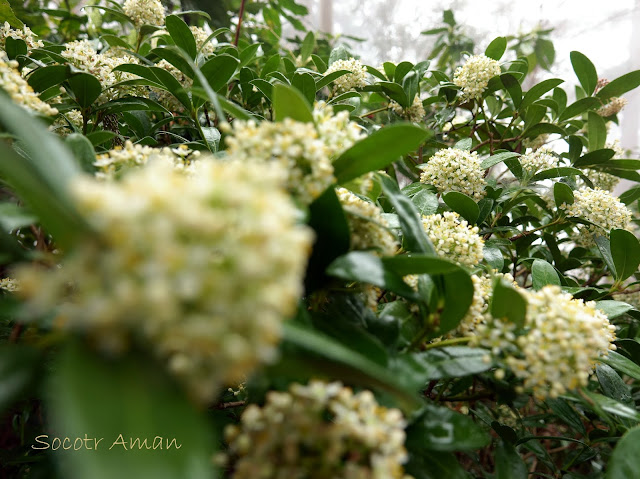 Skimmia japonica