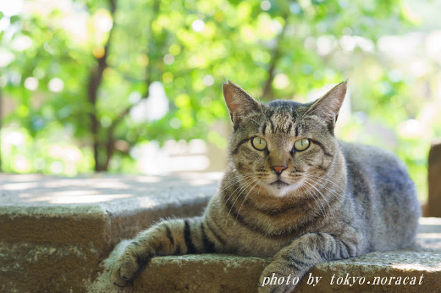 野良猫写真