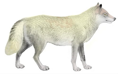Canis   Lupus   Hudsonicus