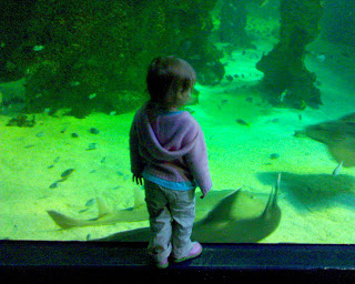But Where is the Nemo Fish?