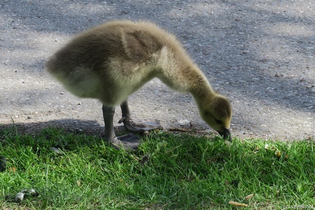  Cute gosling at Sigtuna, Sweden