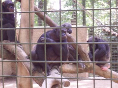 2009.05.22-034 chimpanzés