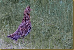 Ruffed Grouse Ruffed Grouse