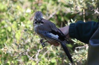 Adult Jay