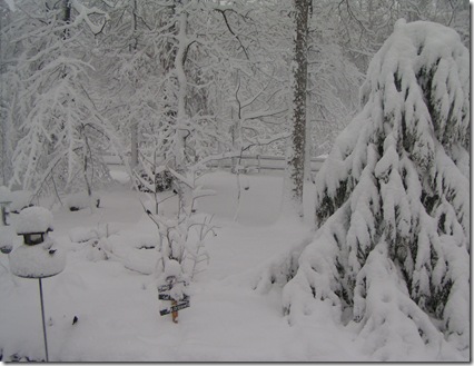 droopy tree 1