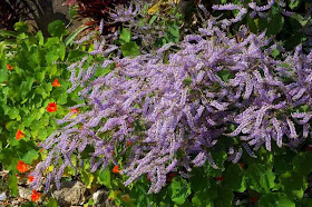 purple flowers, wisteria possibly