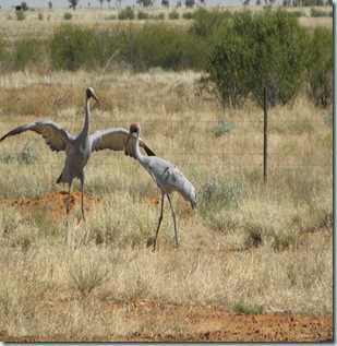 Brolga