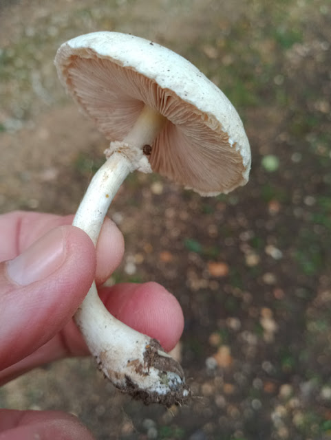 Cystolepiota sp, Indre et Loire, France. Photo by Loire Valley Time Travel.