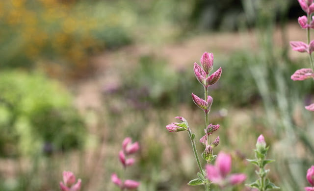 Annual Clary Sage