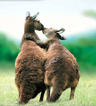 Animals Love kissing kangaroos