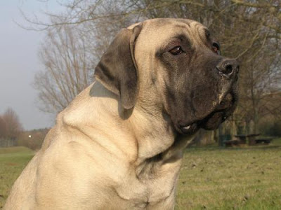 Mastiff