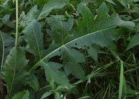 Ostrożeń warzywny Cirsium oleraceum, czarcie żebro zdjęcia informacje