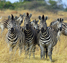 Mengapa Zebra Belang - Belang Di Tubuhnya?