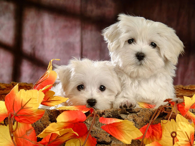 Cute Puppy HD Wallpaper Free